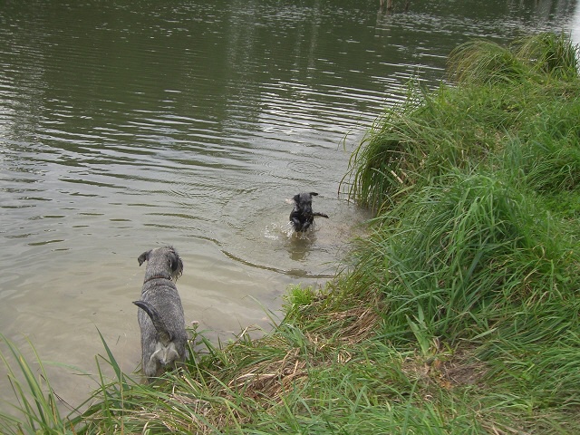 Schnauzer Fynja lernt schwimmen