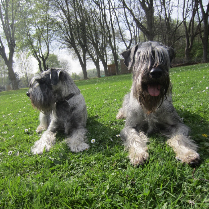 Schnauzer Fynja und Matz