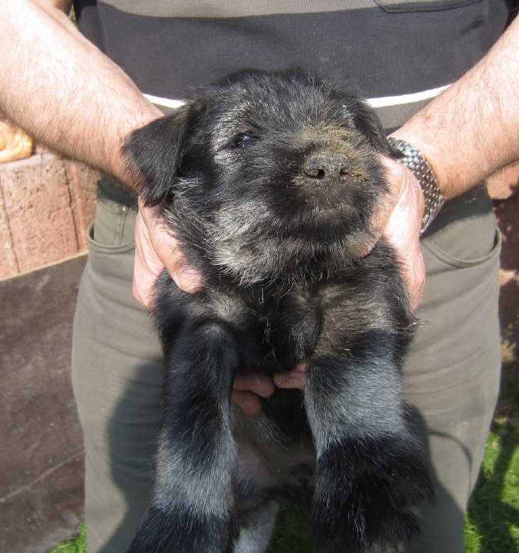 Schnauzer Gärtner (1)