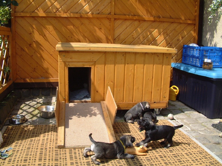 Schnauzer Haus