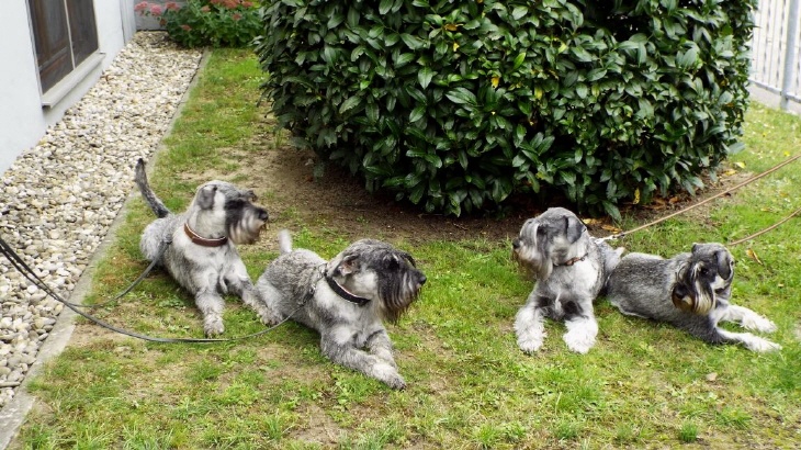Schnauzer Horus und Hadrian mit Fynja,und Itschy (1)