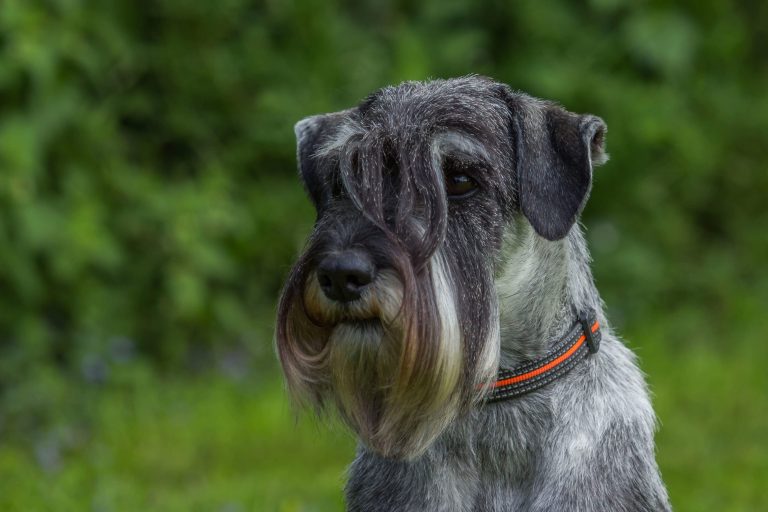 Schnauzer Hündin Itschy