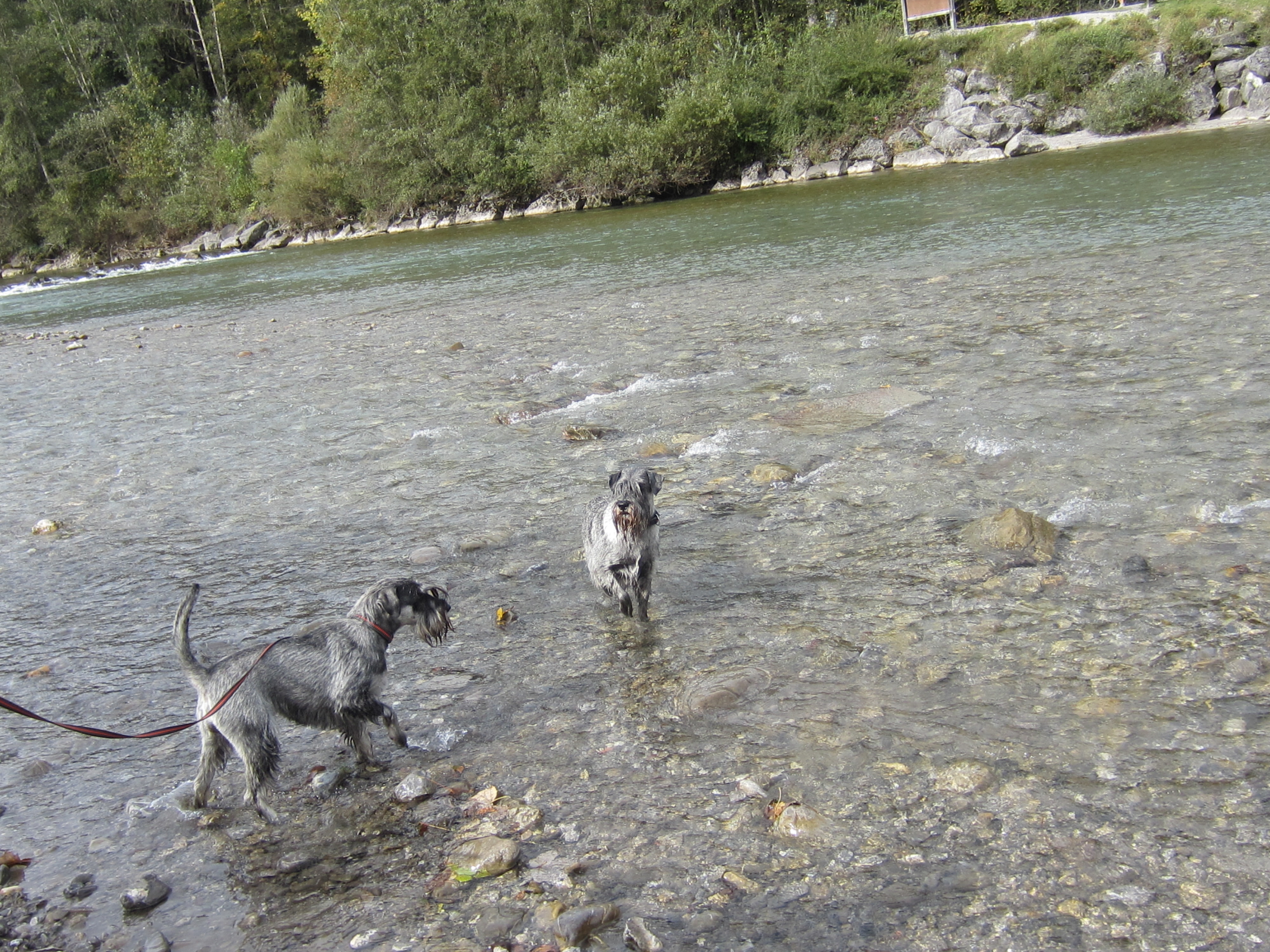Schnauzer Hündinnen in Bayern
