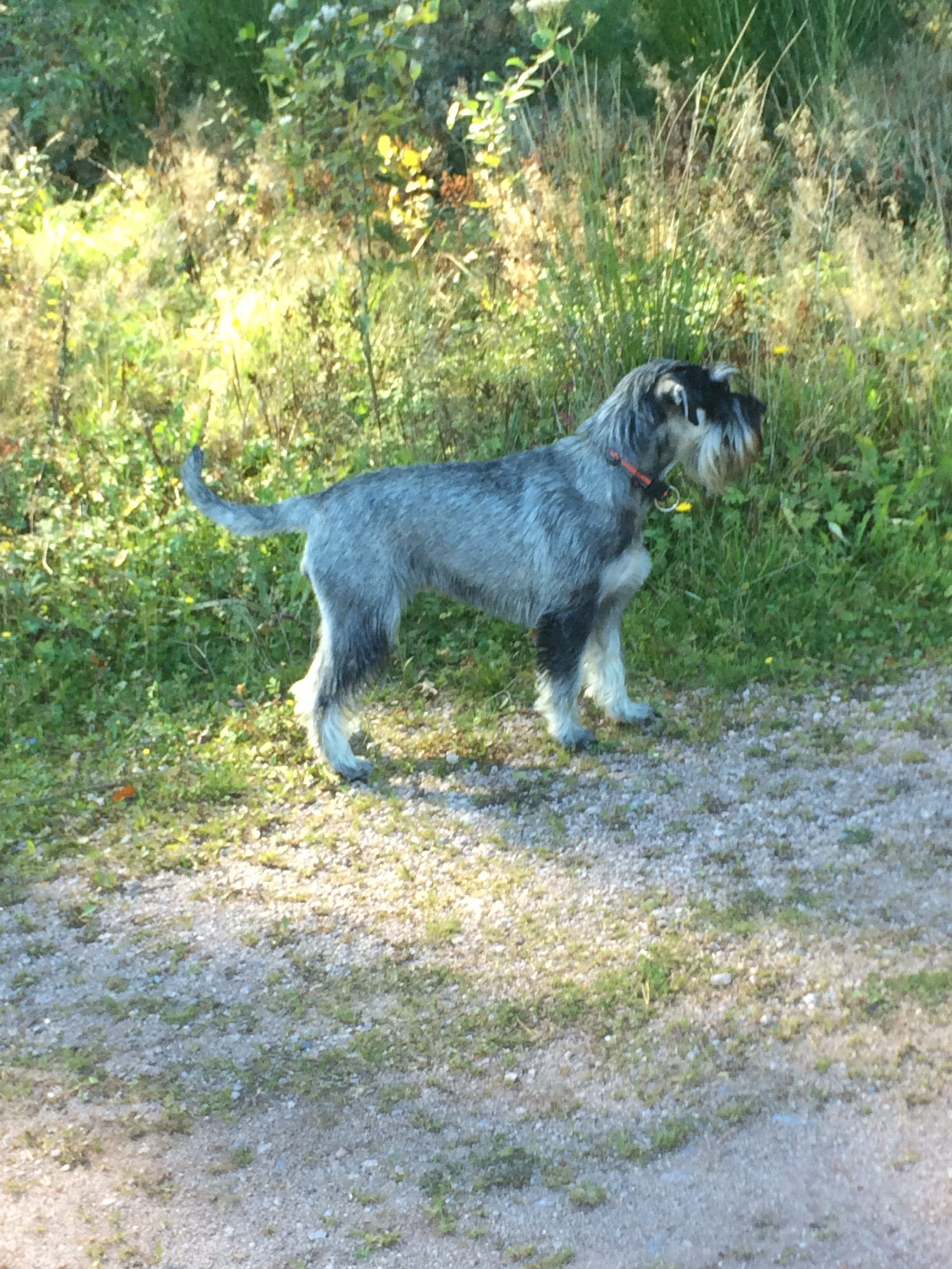 Schnauzer Itschy Oktober 2017