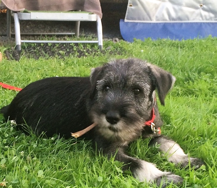 Schnauzer Itschy an der Mosel