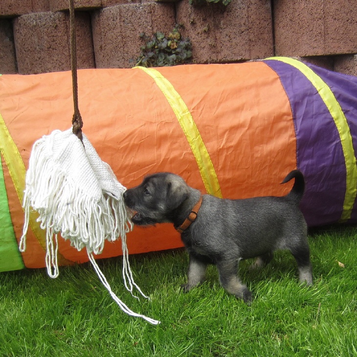 Schnauzer Spielplatz