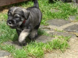 Schnauzer Welpe