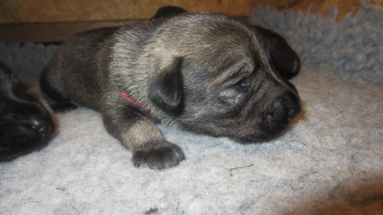 Schnauzer Welpe Hajo (1)
