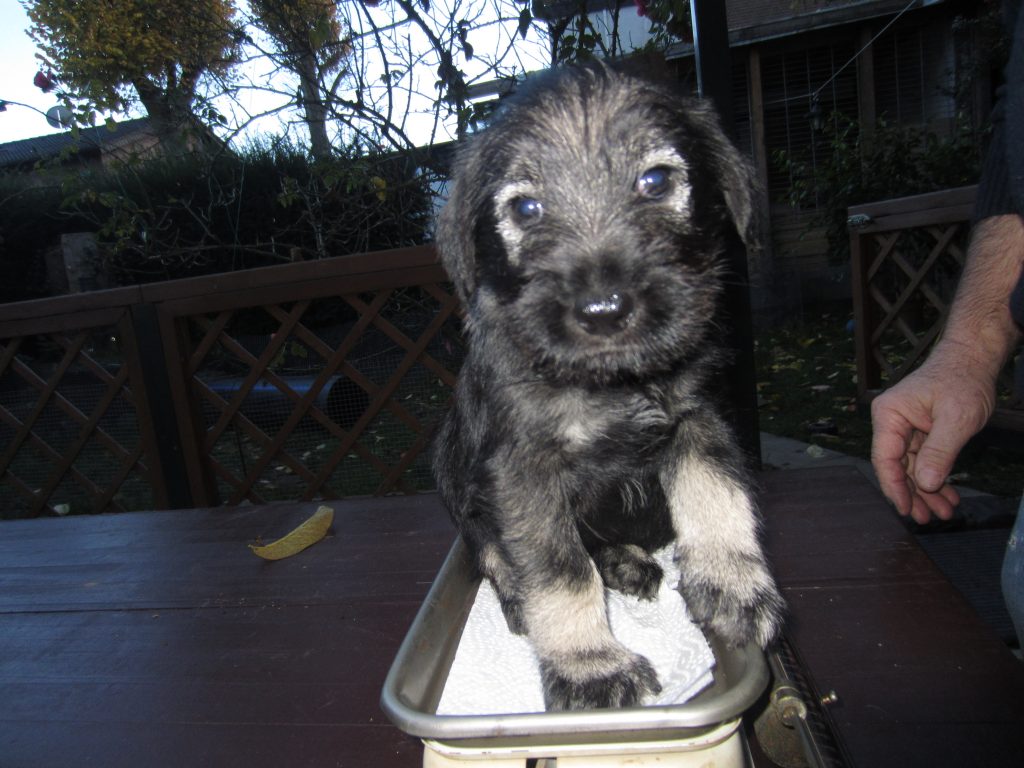 Schnauzer Welpe pfeffer salz H Wurf