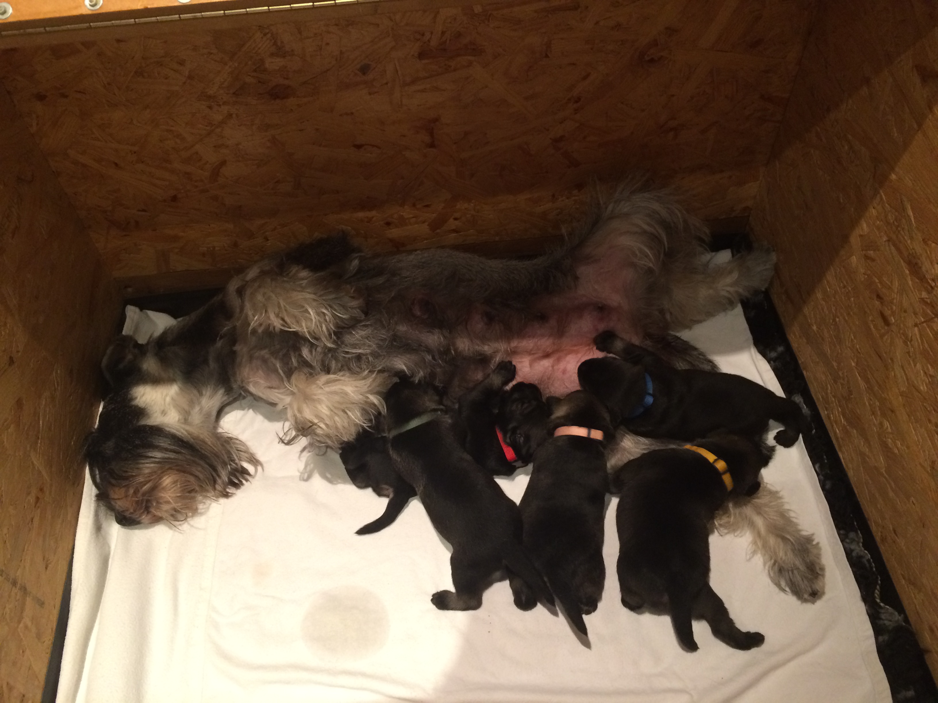 Schnauzer Welpen 11 Tage alt