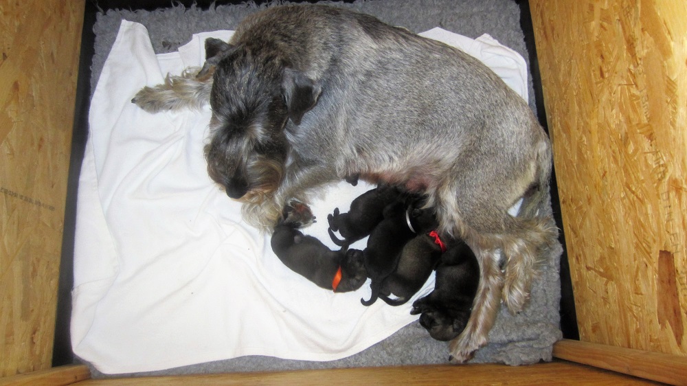 Schnauzer Welpen 3Tage alt (1)