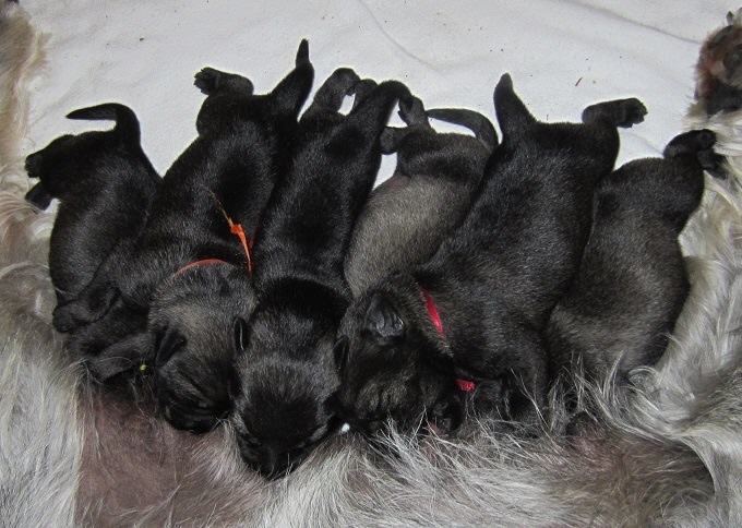 Schnauzer Welpen G Wurf