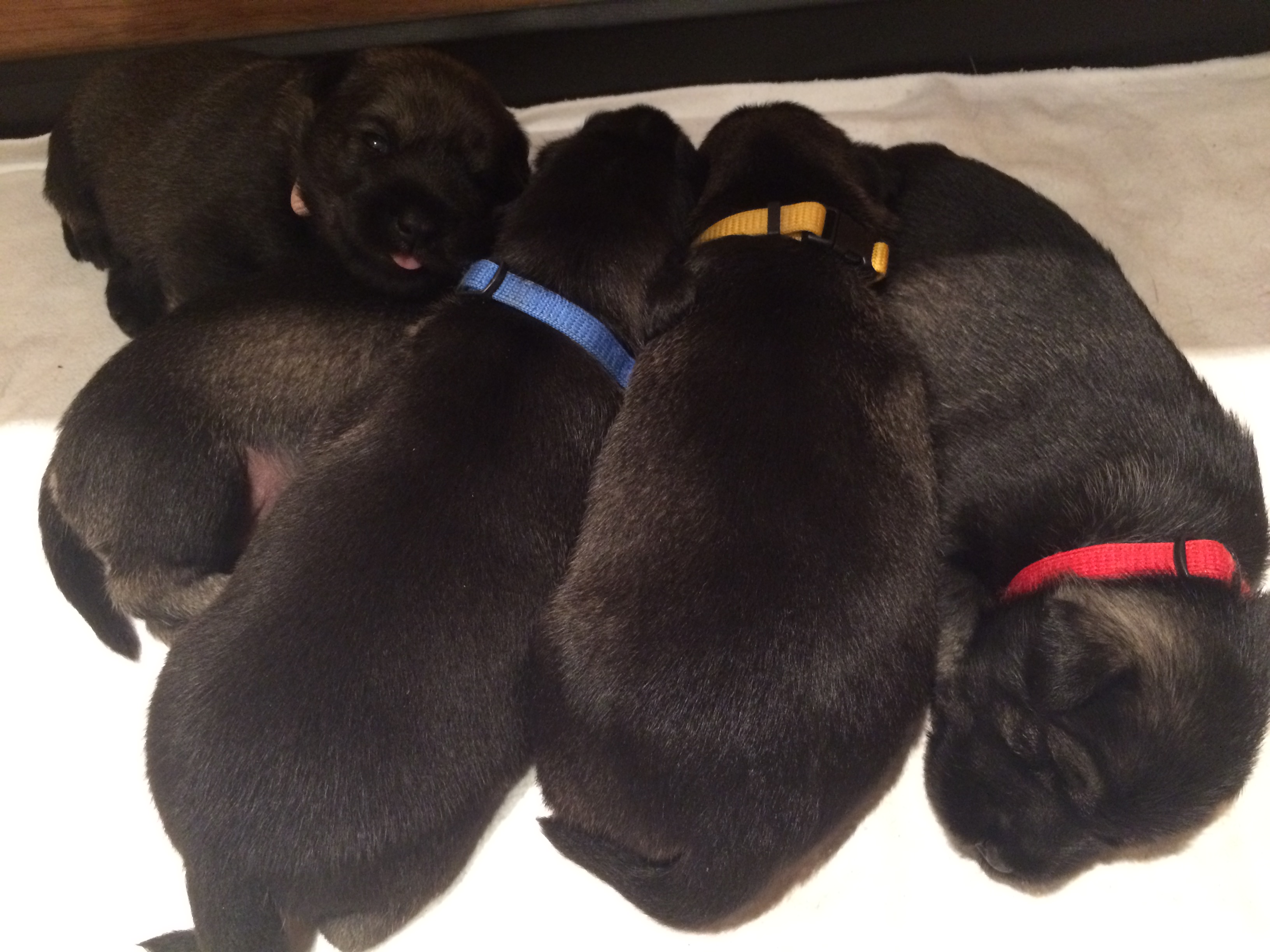 Schnauzer Welpen Tag 12 (4)