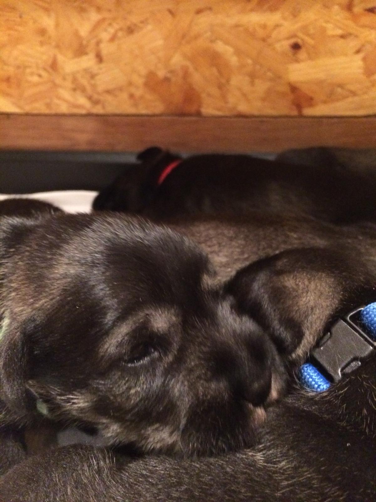 Schnauzer Welpen Tag 12