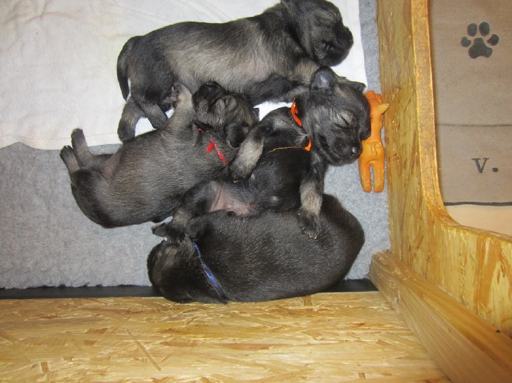 Schnauzer Welpen pfeffer Salz
