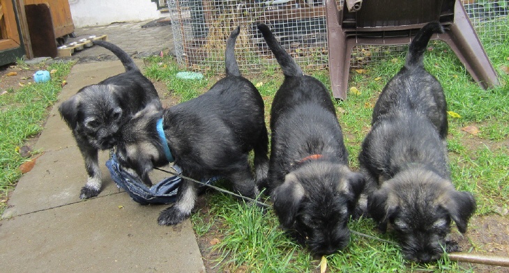 Schnauzer Welpen spielen gemeisam