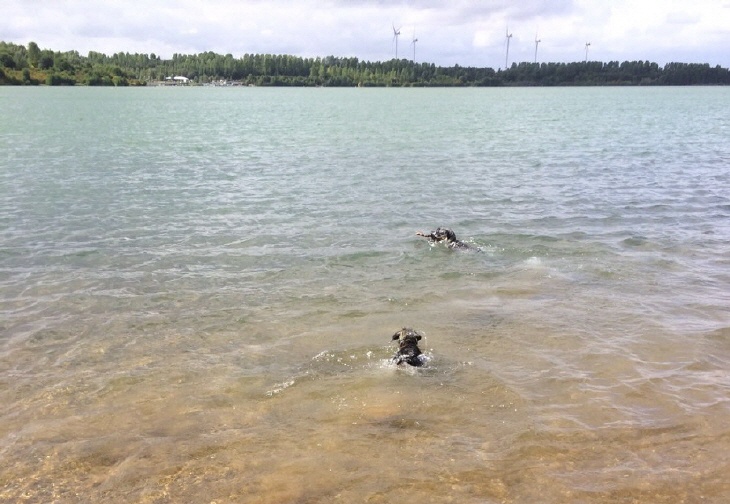 Schnauzer baden im Blausteinsee