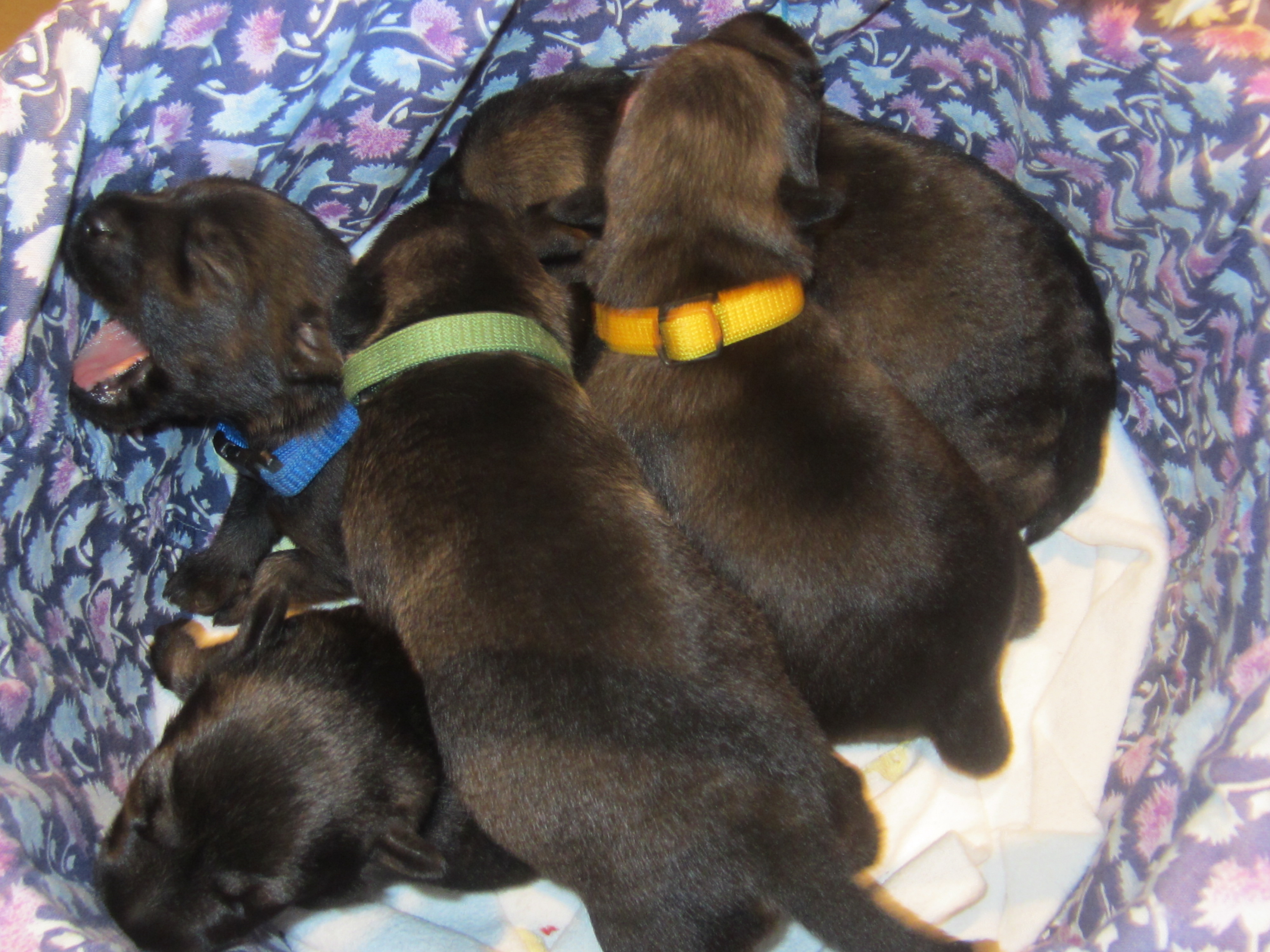 Schnauzer pfeffer salz 7 Tage