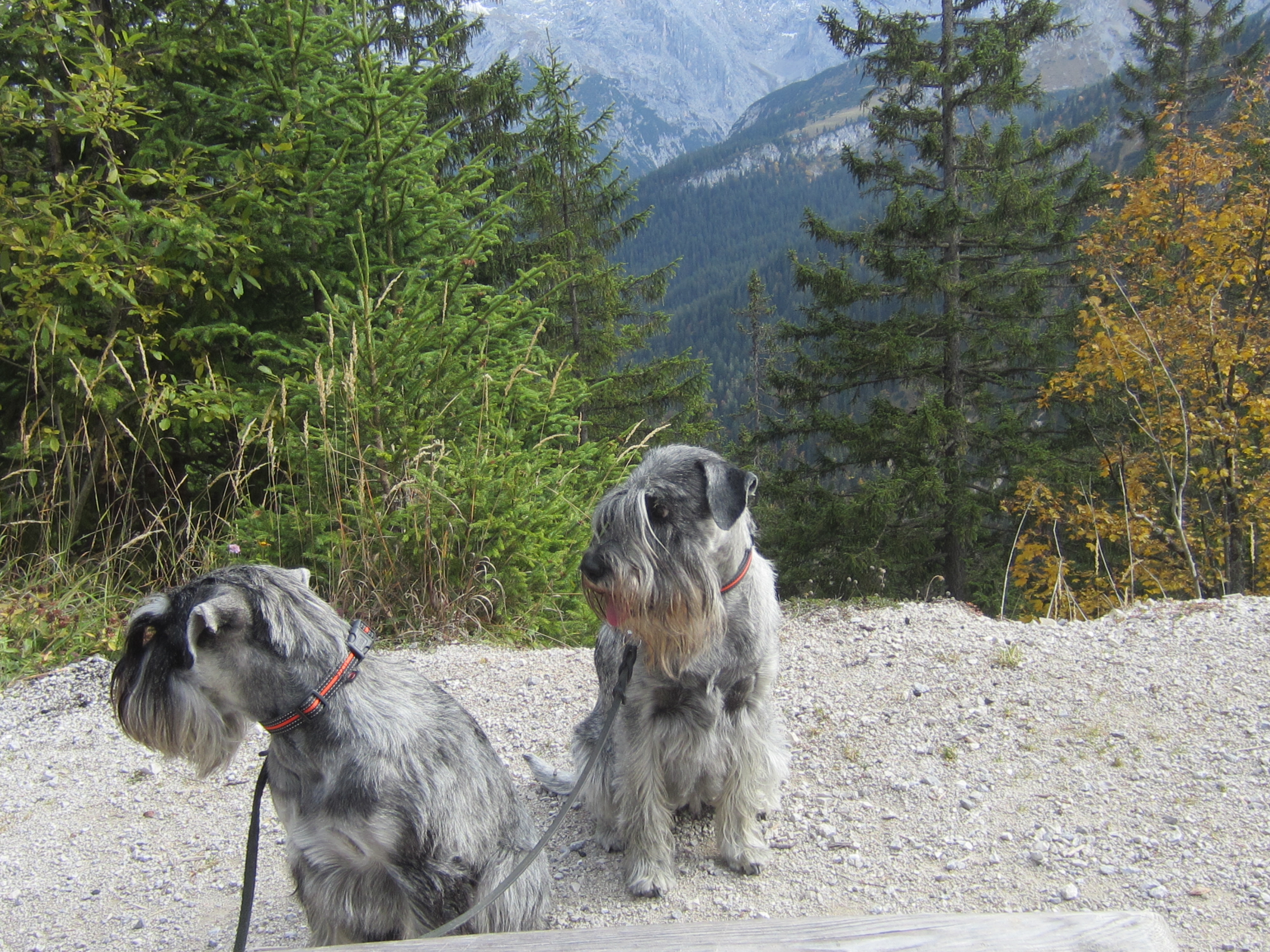 Schnauzer pfeffer salz in Grainau
