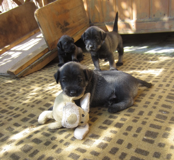 Schnauzer spielen mit einem Hasen.