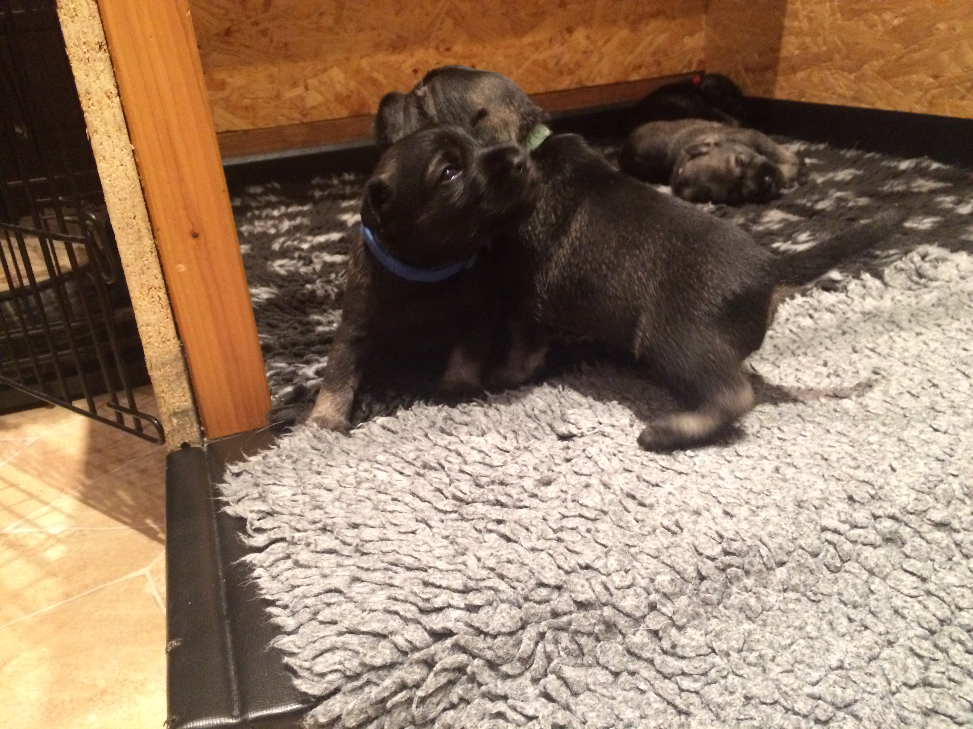 Schnauzer