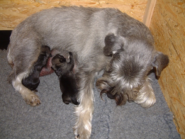 Schnauzerhündin Alberta mit B Wurf