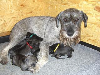 Schnauzerhündin Ayla mit D Wurf