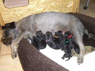 Schnauzerhündin Ayla mit Welpen