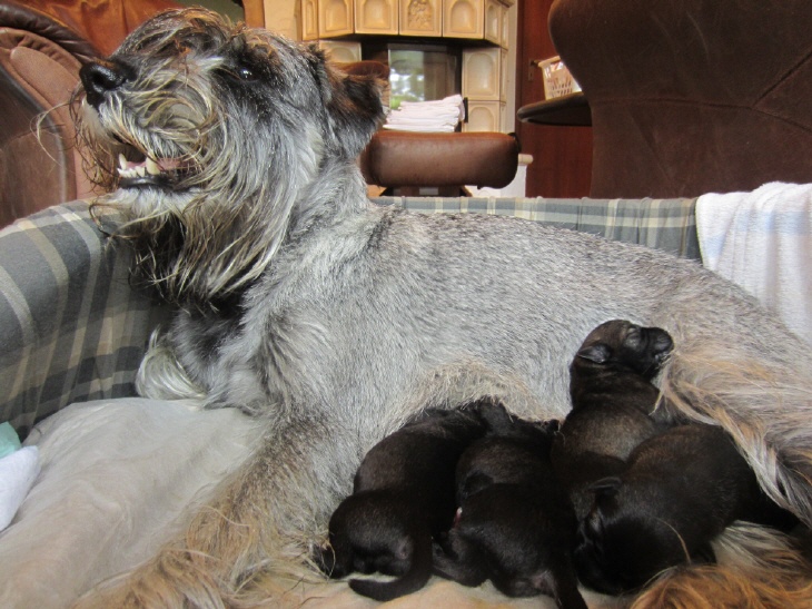 Schnauzerhündin Fynja mit Welpen