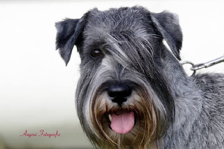 Schnauzerhündin Fynja