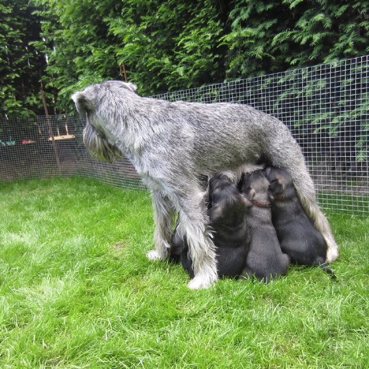 Schnauzerhündin mit Welpen