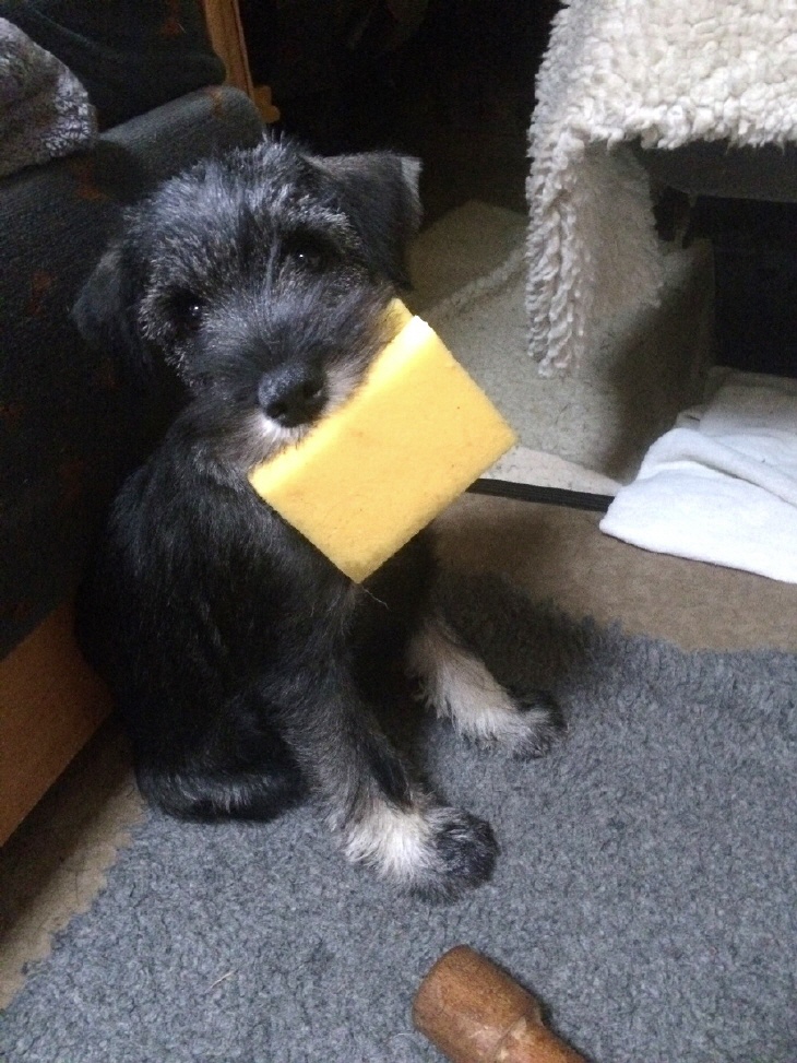 Schnauzermädchen will spülen