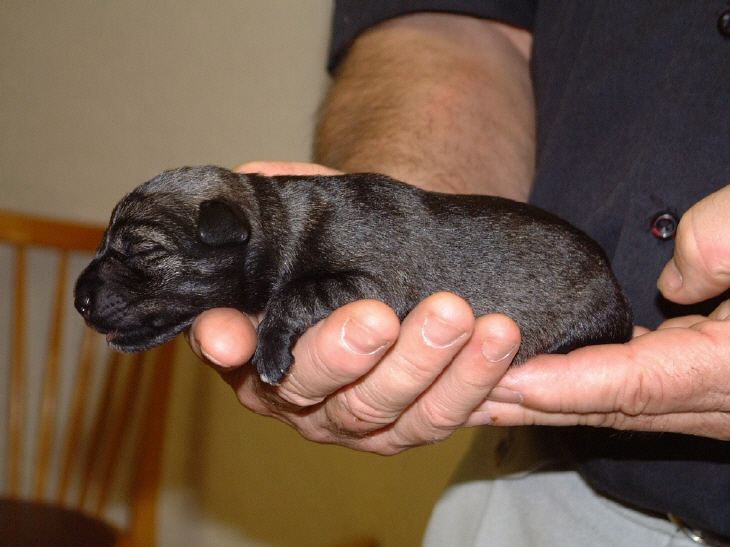 Schnauzerwelpe Bandit (1)