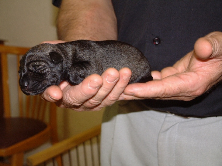 Schnauzerwelpe Bina