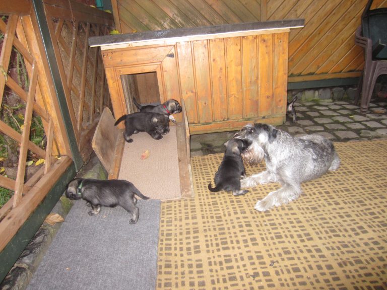Schnauzerwelpe Hennes schmust mit Fynja (1)