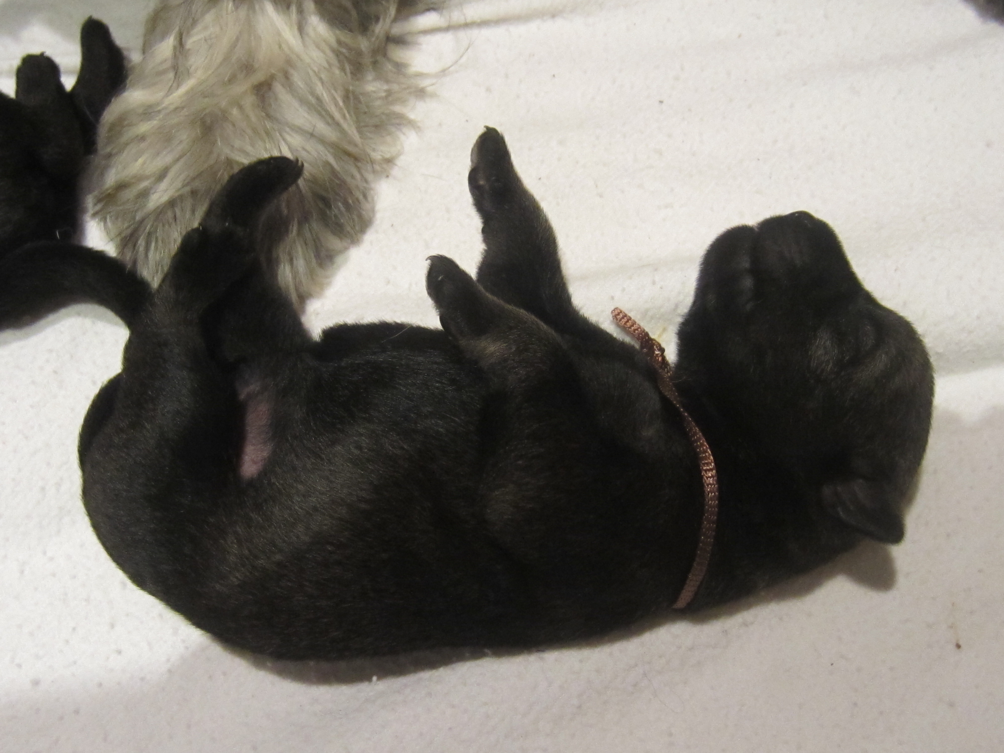 Schnauzerwelpe J-Wurf