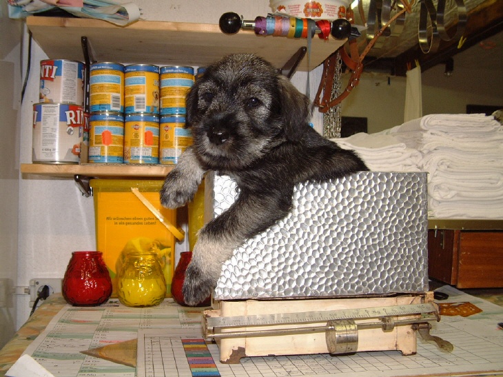 Schnauzerwelpe bei der Gewichtskontrolle