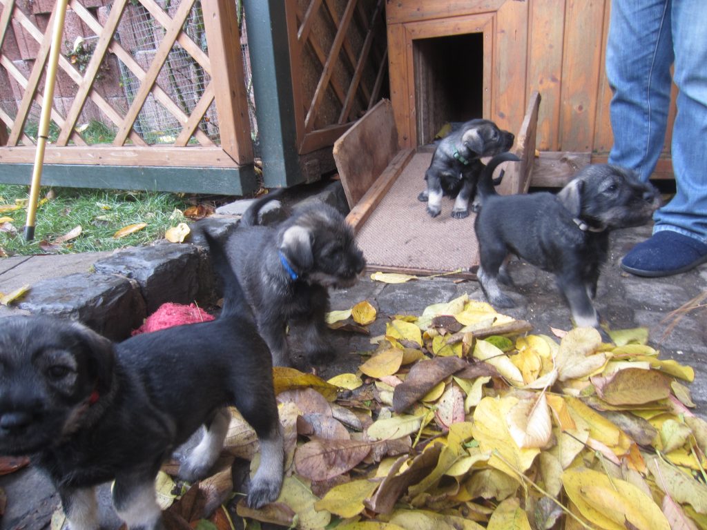 Schnauzerwelpen H Wurf (1)
