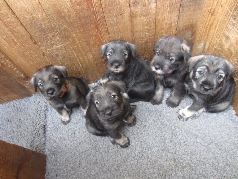 Schnauzerwelpen H Wurf (2
