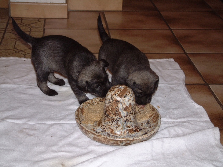 Schnauzerwelpen fressen