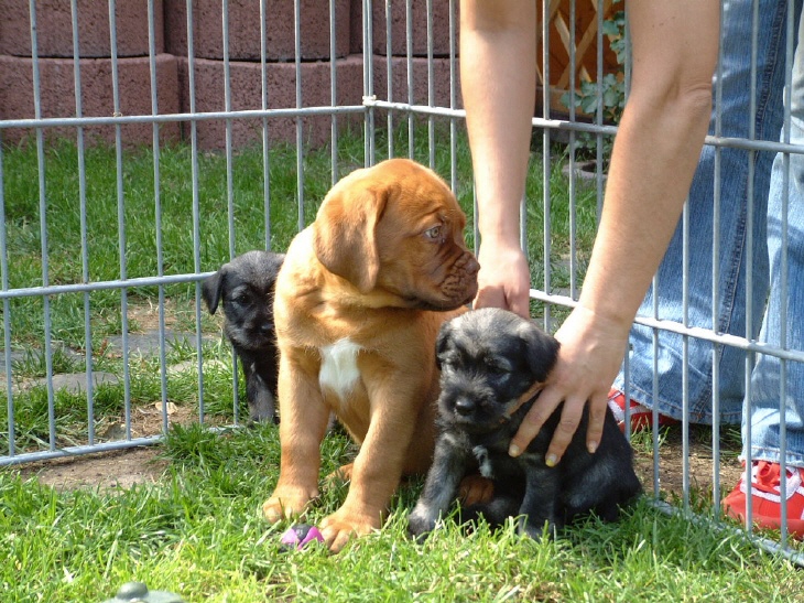 Schnauzerwelpen mit Bordeaux Dogge