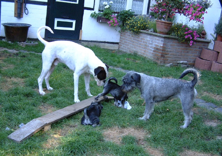 Schnauzerwelpen mit Boxer