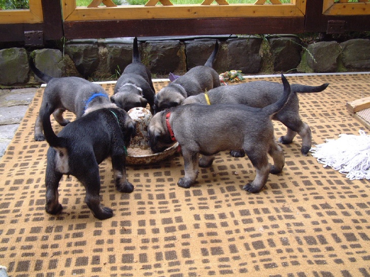 Schnauzerwelpen mit Riesenhunger