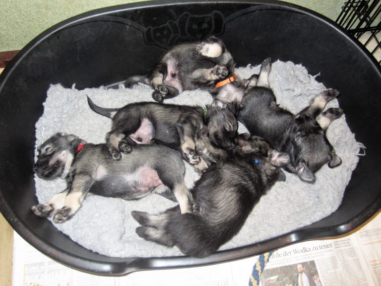 Schnauzer Welpe pfeffer salz H Wurf