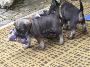 Welpen fressen unter Aufsicht (2)