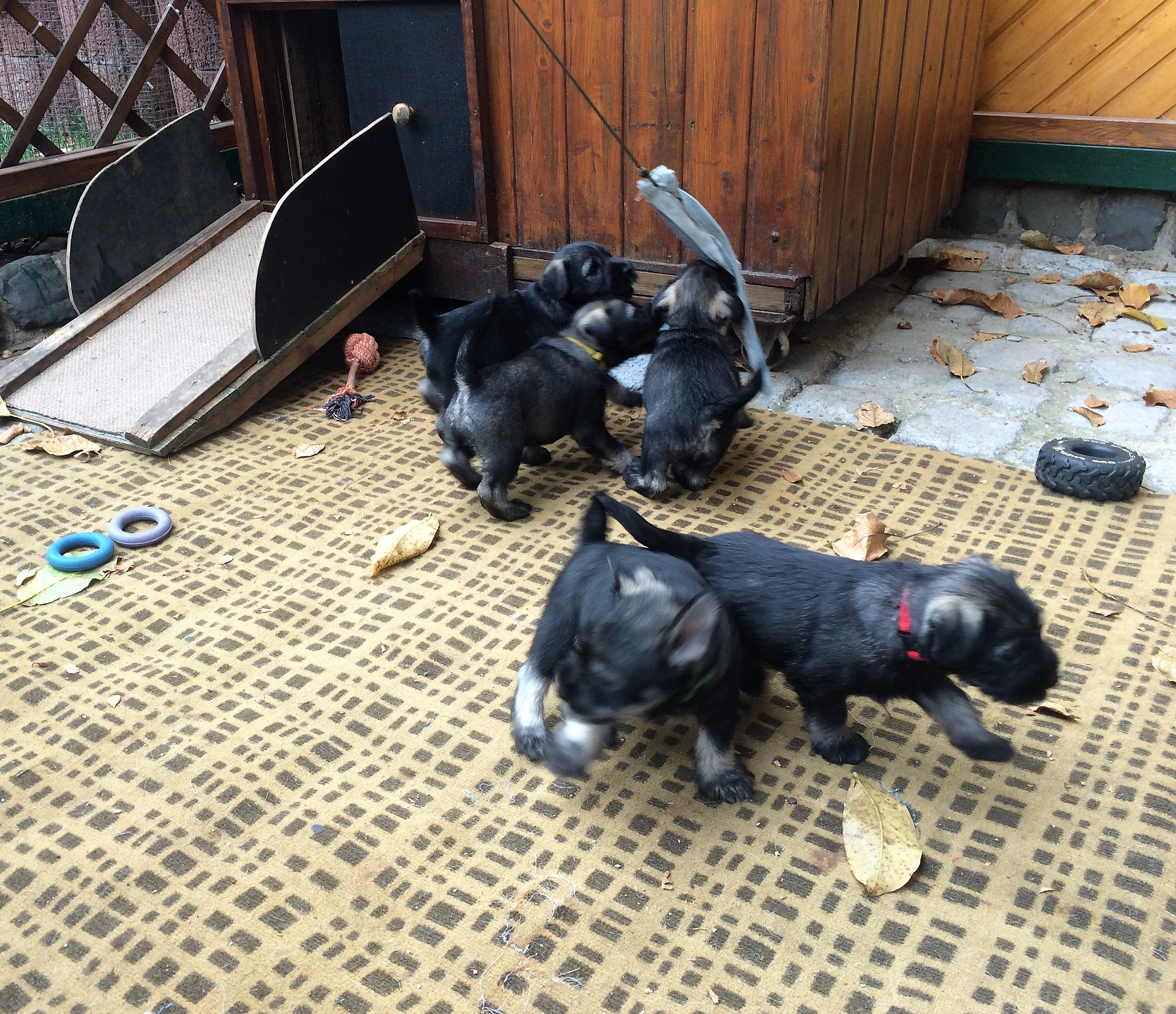 Mittelschnauzer Welpen 5. Woche (2)