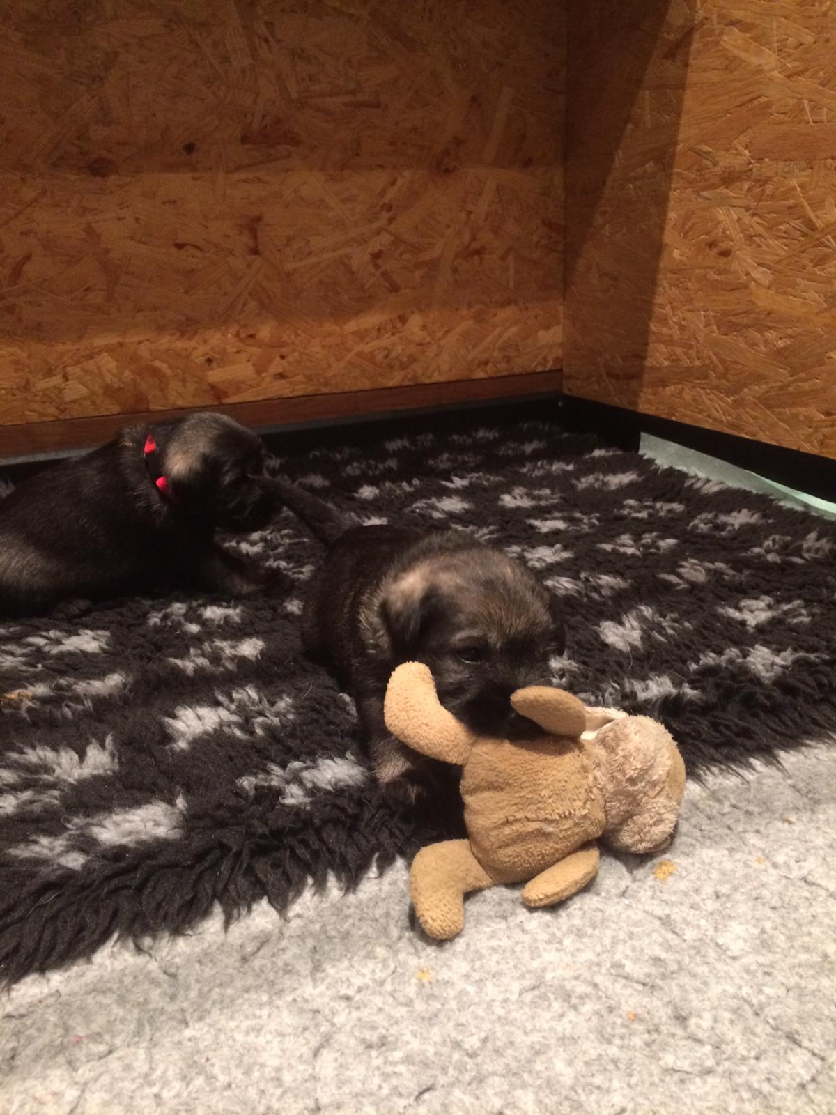 Mittelschnauzer Welpen spielen