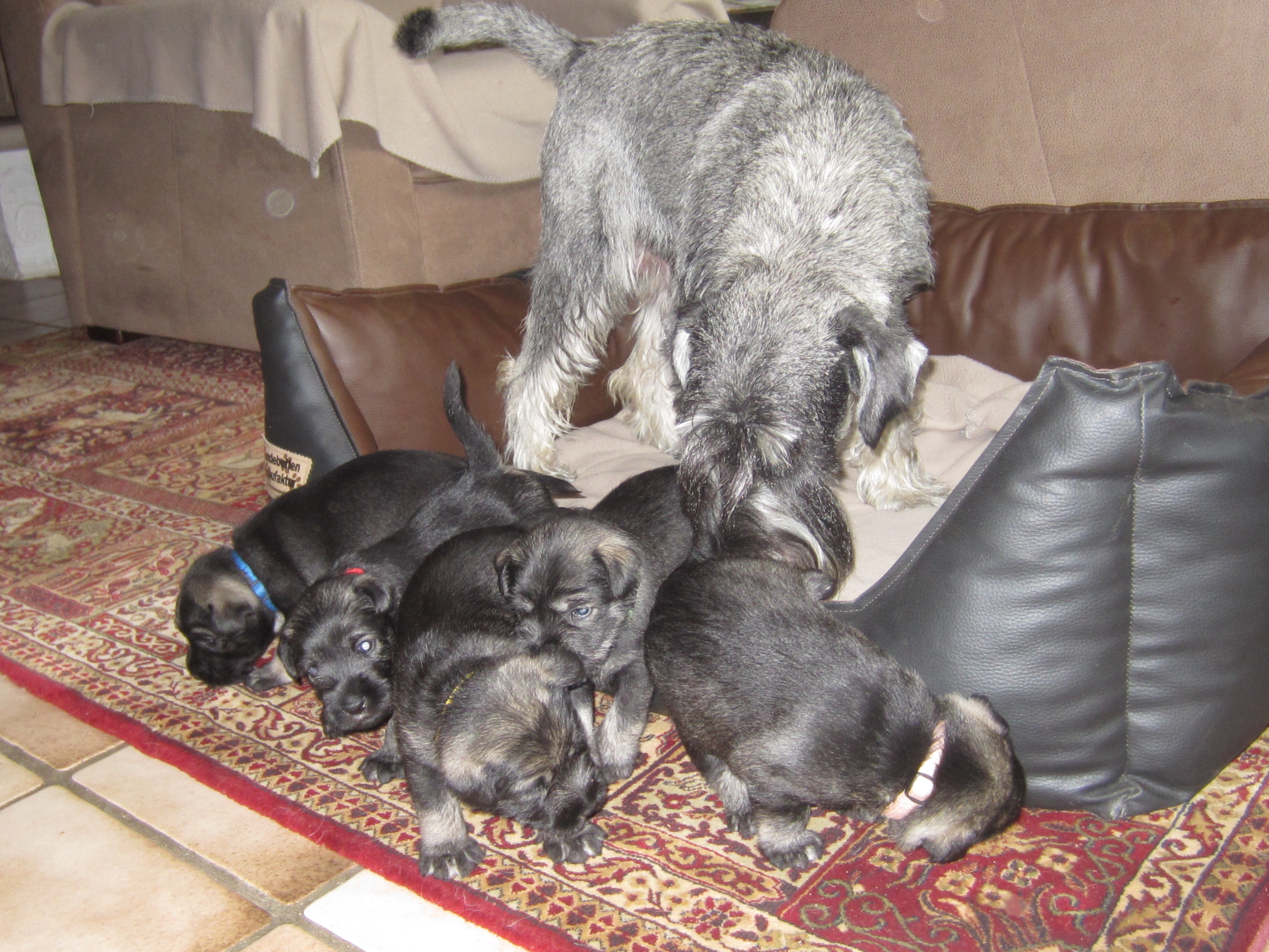 Mittelschnauzer Welpen