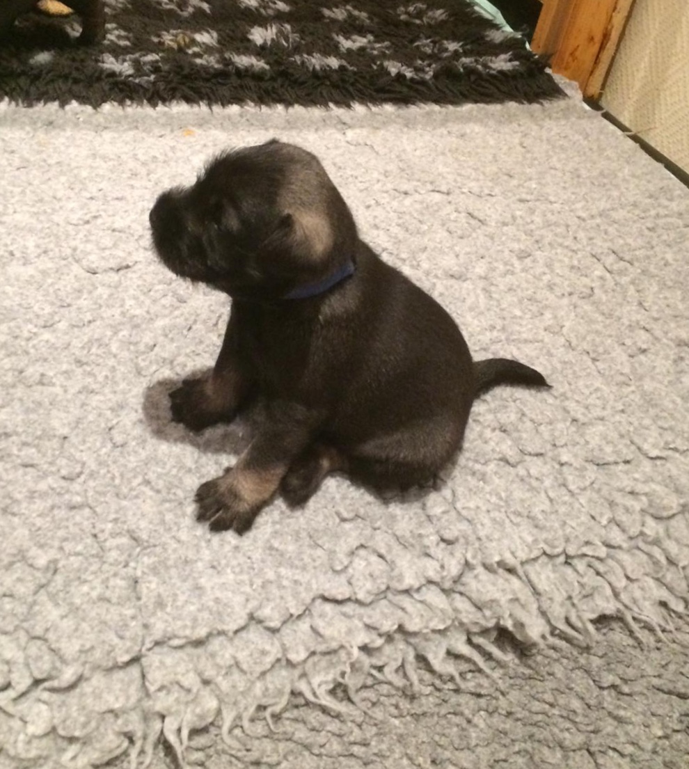 Mittelschnauzer pfeffer salz Rüde