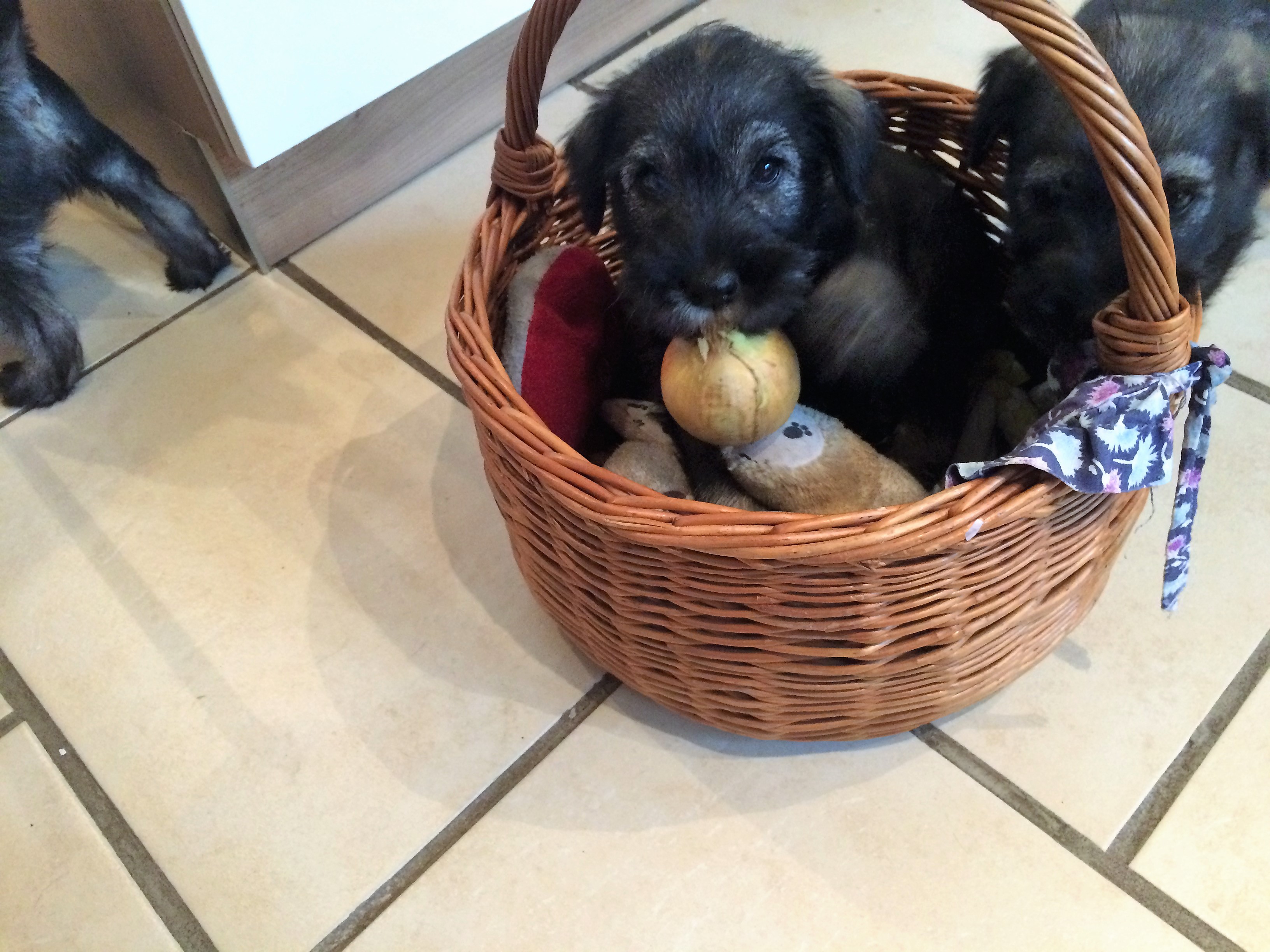 Mittelschnauzer sind Diebe
